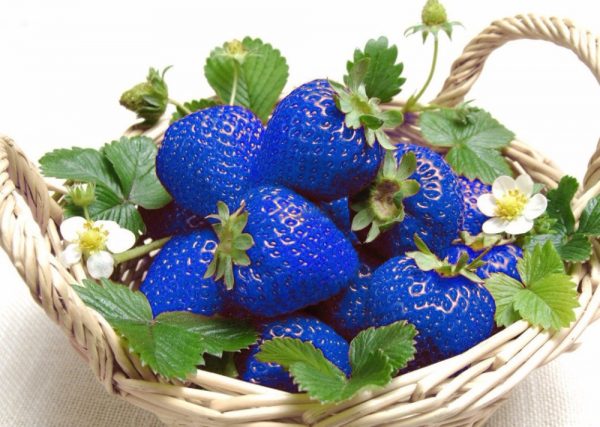 Blue Strawberry Seeds